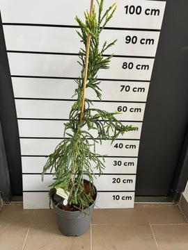 Cryptomeria japonica kyara gold piękna unikat niepowtarzalana wyjątkowa XXL