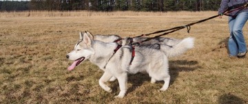 Разветвитель HIFICA ARM 2.2 PP для разветвителя амортизированного поводка на 2-3 собаки