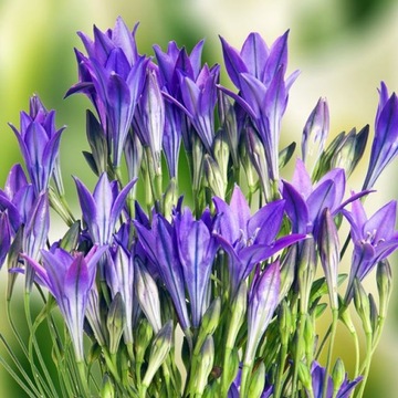 Brodiaea laxa Hiacynt kalifornijski 10 szt.