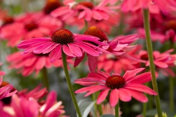 Jeżówka Echinacea SWEET MEADOW MAMA kwiaty RÓŻOWE
