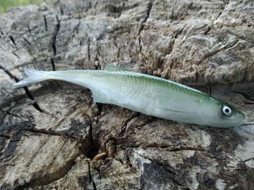 SEWRO CUSTOM UKLEJA 12,5cm zielona naturalny ogon