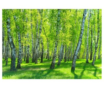 Fototapeta 312x219cm Brzozowy las w słoneczny