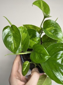 Epipremnum Global Green Nowa odmina pnączy