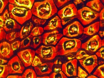 Микроскоп Delta Optical BioStage II