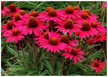 Echinacea Jeżówka Purpurowa Miododajna wabi motyle nasiona 50 sztuk