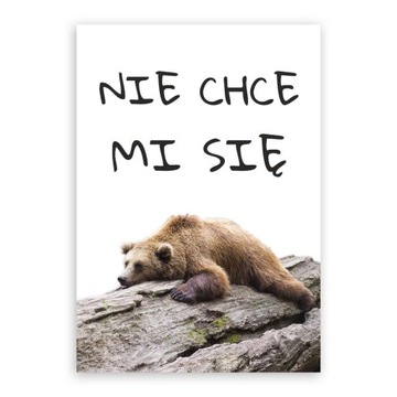 PLAKAT NA ŚCIANĘ 50x70cm HUMORYSTYCZNY niedźwiedź