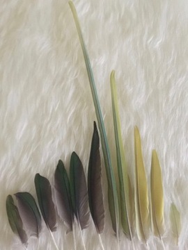 PIÓRA papugi NATURALNE zielone kolorowe 50 sztuk