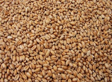 PSZENŻYTO PASZOWE ZIARNO KARMA POKARM ZBOŻE 30KG
