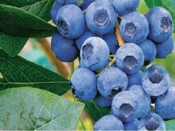 Borówka amerykańska BLUECROP NAJLEPSZA sadzonka ZDROWE owoce w OGRODZIE