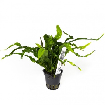 Microsorum mini