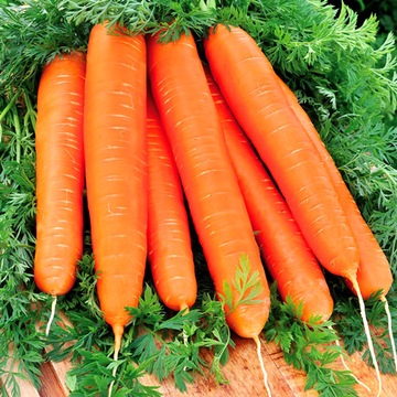 Семена моркови First Harvest очень ранние.