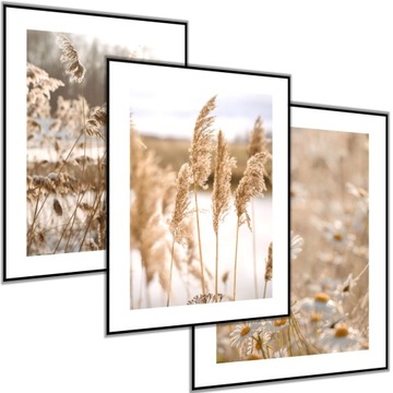 3 x PLAKAT 30x40 OBRAZ BOHO trawy pampas sucha trawa kwiaty stokrotki beż