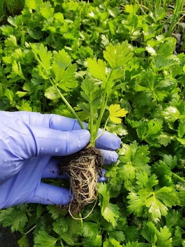 SELER KORZENIOWY 10 SZT ROZSADA SADZONKA GREEN DOM