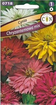Cynia Chryzantemowa mix kolor długie kwitnienie