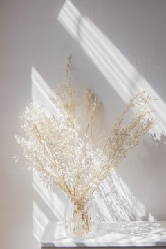 RUSKUS BIELONY RUSZCZYK do wazonu RUSCUS suszony