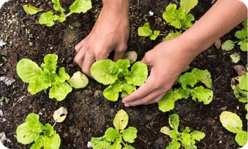 Биосубстрат для посева семян трав ПРЕМИУМ Экологический грунт для овощей ЭКО