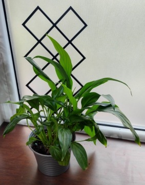 ПОРТФОЛИО ПЛАНТЕТОВ ПЕРГОЛА КРАТ 37 см