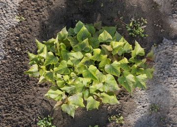 10x ТРОЙНИК ПРЕССОВАННЫЙ для монтажной трубы капельного трубопровода FI 16x16x16 - 16 мм