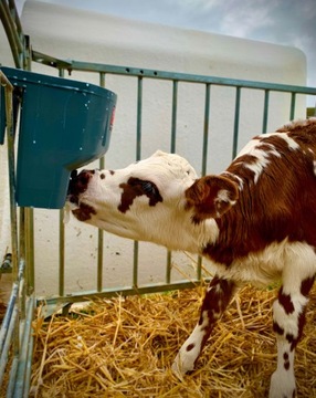 Milk Bar 1 Ведро для кормления телят 4л.