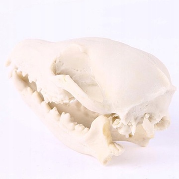 Фигурка из смолы, модель костей черепа кошки.