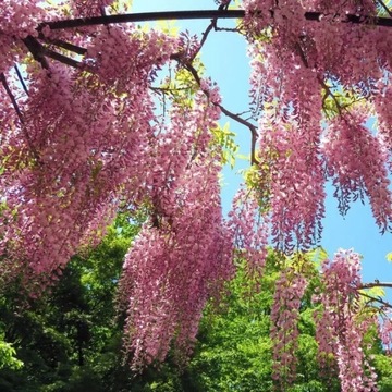 Wisteria kwiecista Honbeni RÓŻOWA poj. 2L