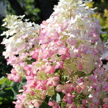 Hortensja bukietowa Angels Blusch