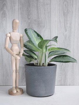 Aglaonema 'Silver Blue' Ø12 cm