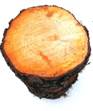PLASTER DREWNA KRĄŻEK PIENIEK OLCHA 20-25CM,1SZT