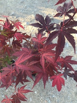 Клен красный Acer palmatum atropurpureum