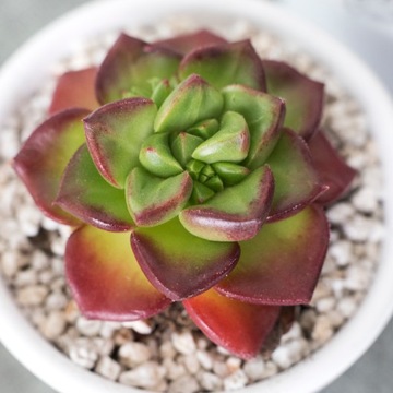 Echeveria multicaulis - rumieńce na brzegach liści