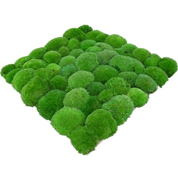 Panele z Mchu Kulistego Medium Green na Wymiar 1m2