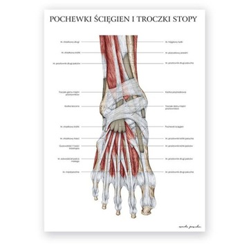 Plansza tablica anatomiczna plakat mięsnie stopy