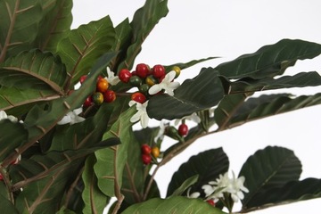 эффектное искусственное кофейное дерево 180 Coffea Kawa