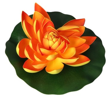 LILIA WODNA DO OCZKA WODNEGO STAWU XXL