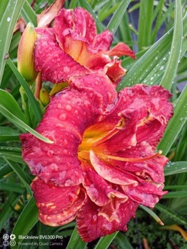 Liliowiec PAPRIKA FLAME DO OGRODU
