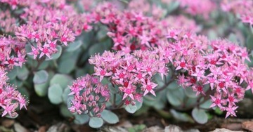 Rozchodnik Sedum Cauticolum Rubustom O5