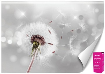 Fototapeta Natura Dmuchawiec do Salonu Tapety 3D