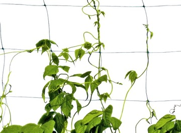 SIATKA PODTRZYMUJĄCA PODPORA ROŚLIN PNĄCZA OGÓRKI FASOLA GROSZEK 1,5x10m