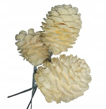 SUSZ NATURALNY NA PIKU KWIAT SZYSZKI NATURALNE PREMIUM KPL/3SZT