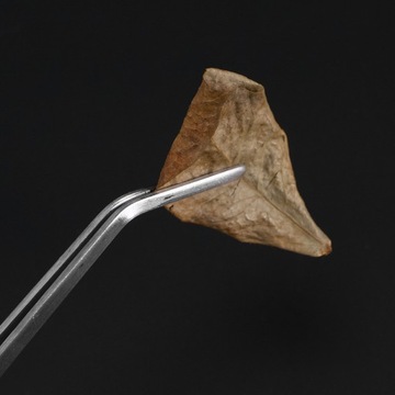 PĘSETA ZE STALI NIERDZEWNEJ SZCZYPCE DO ROŚLIN WODNYCH