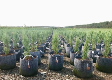 Тканевый цветочный горшок Root Pouch 22л с ручкой