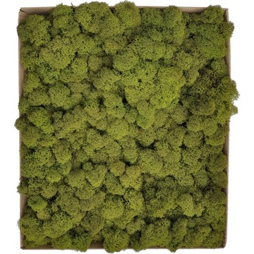 Mech Chrobotek Naturalny PREMIUM Karton 600g