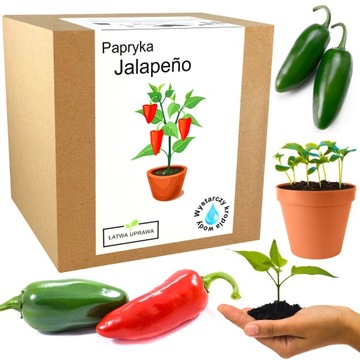 Papryka Jalapeno Chili zestaw do uprawy - papryki