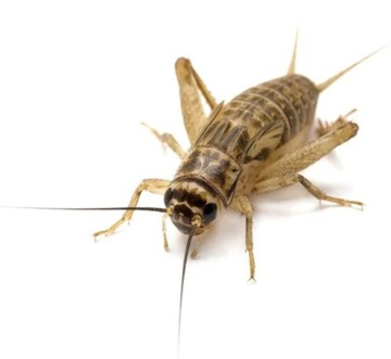 Świerszcze bananowe małe (0,5 - 1 cm) - 100szt + legalna wysyłka