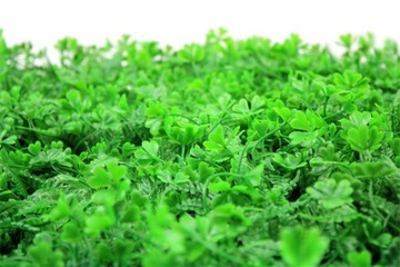 Zielona Ściana Mata Panel Roślinny Sztuczny Żywopłot Wertykalny Ogród Płot