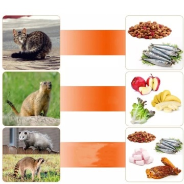 СКЛАДНАЯ КЛЕТКА ЛОВУШКА ДЛЯ КРЫС И МЫШЕЙ ГУМАНИТАРНАЯ КЛЕТКА МУЖСКАЯ ЛОВУШКА