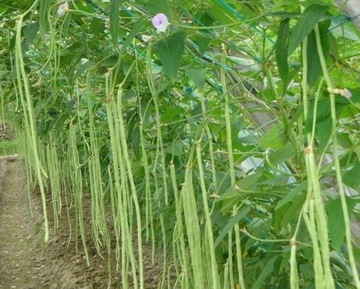Фасоль китайская Метро Руж, устойчивые, плодородные семена овощей