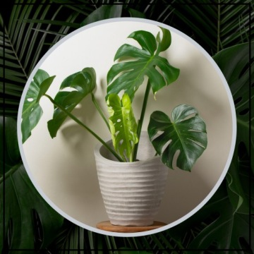 Опора для растений МОДУЛЬНАЯ опора для цветов 58 см комплект x2 для монстеры хой