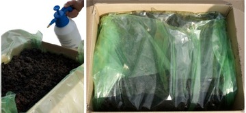 НАБОР ГРИБНАЯ ТАЙНА XXXL 30 КГ ДОМАШНЕЕ ВЫРАЩИВАНИЕ