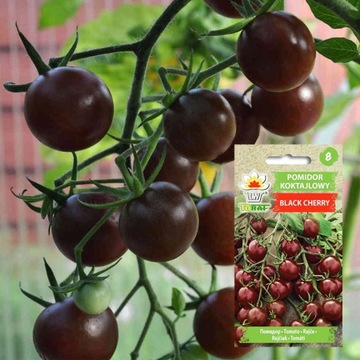 NASIONA WARZYW Pomidor koktajlowy BLACKCHERRY 0,3g